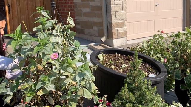 Planting Vanilla Strawberry Hydrangea Trees & Columbine Seedlings + Saving Zinnia Seeds - Oct 2021 смотреть онлайн