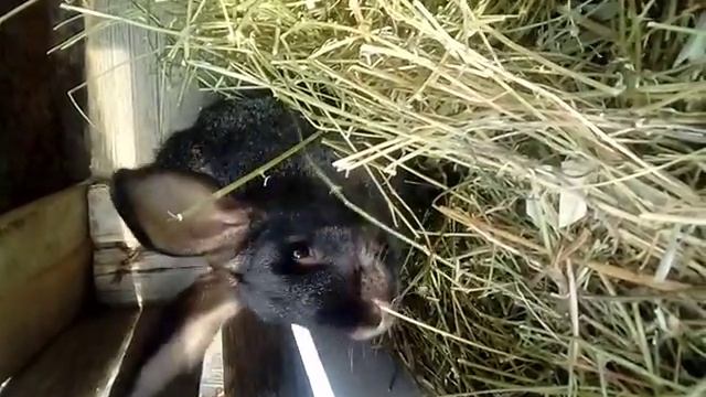 Самые большие кролики смотреть онлайн