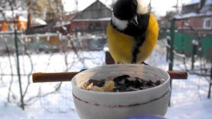 Синицы на кормушке