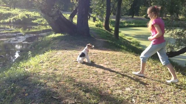 The Wire Fox Terrier Dog tricks смотреть онлайн