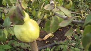 Груша сорт Чудесница-без недостатков