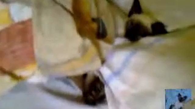 Игры сиамского котенка #Кошка Пума смотреть онлайн