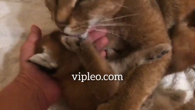 Мама с котятами каракет. Caracat Kittens From VIPLEO®.