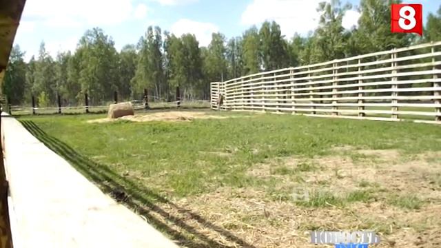 Новосибирск.НОВОСТЬ ДНЯ.Лоси-07.06.2016 смотреть онлайн