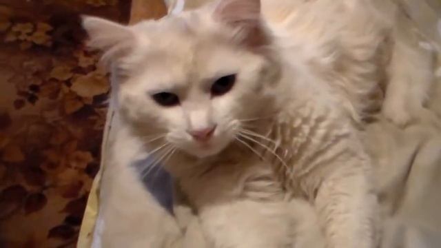 Кот Мурчик Отдыхает, Белый пушистый котэ смотреть онлайн