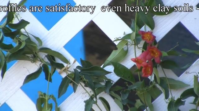 *Plant a Jekyll Island Vine* +*Correctly* +Campsis radicans+2017+ смотреть онлайн