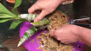 Орхидея морковка цикнодес. Выращивание орхидеи. Немного об удобрениях.Горшки и субстрат для орхидей