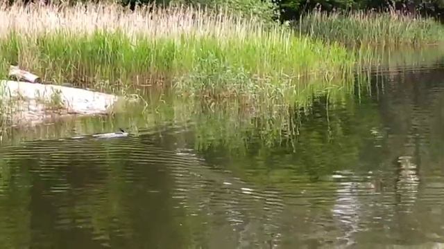 #озеро#чайка#утка#animal#planet Лысуха и Чайка на озеро