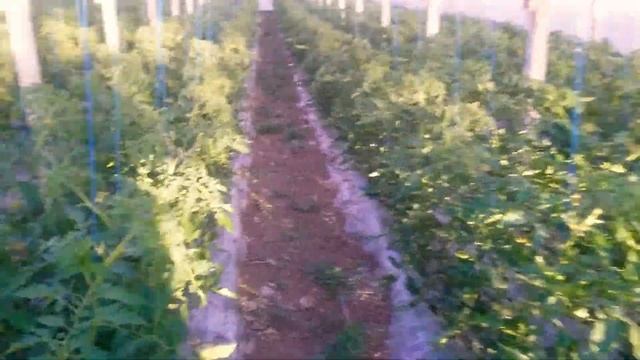 сладкий перец Геркулес и помидор Мануса смотреть онлайн