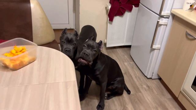 Тыквенный перекус у Канекорсо. #канекорсо #канекорсоитальяно #canecorso смотреть онлайн