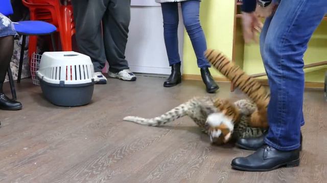 В гостях у леопарда Евы смотреть онлайн