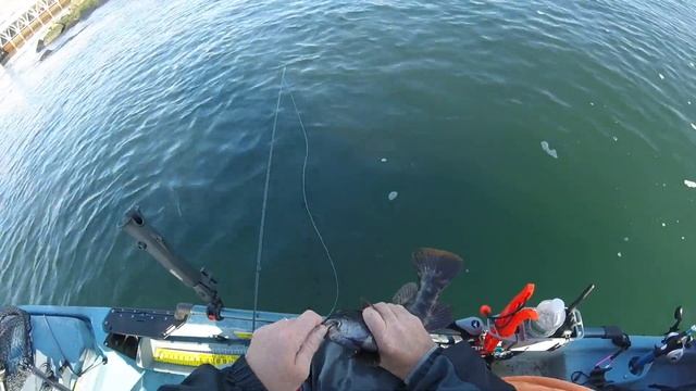 gulp vs crabs for Tautog using my Hobie PA 360 смотреть онлайн