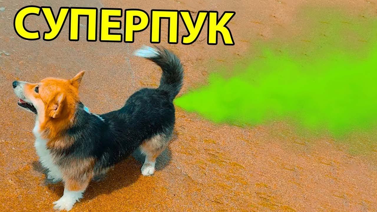 СУПЕРПУК!! Лучшие серии июня 2022!! (Корги Кекс) Говорящая собака смотреть онлайн