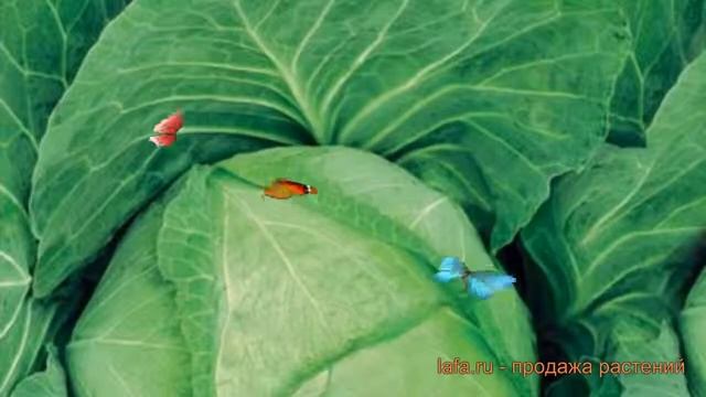 Капуста белокочанная Белорусская 455 ? обзор: как сажать, семена капусты Белорусская 455 смотреть онлайн