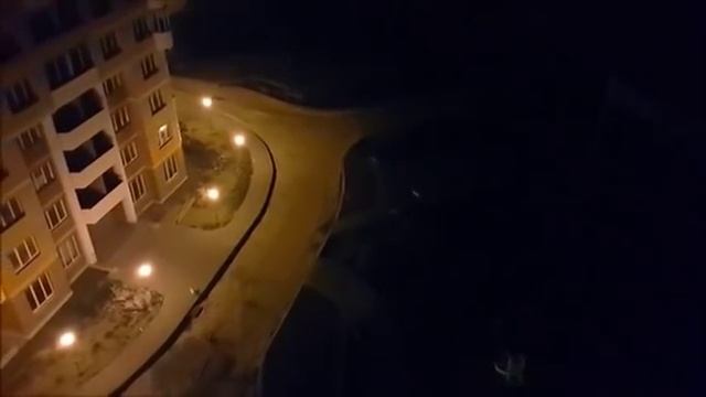 Собаки бегают за лазерной указкой