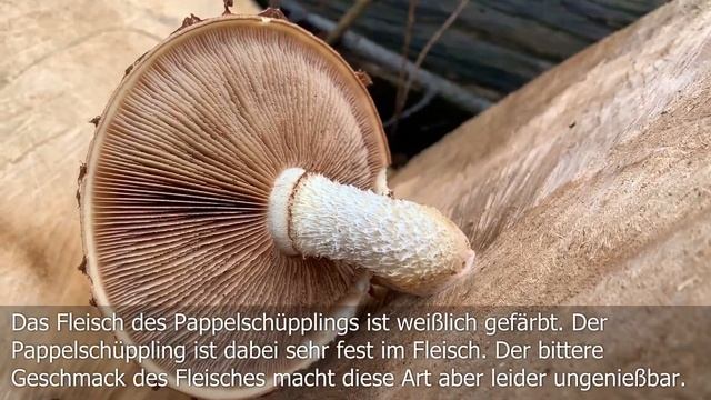 Pappelschüppling, Pappelpilz, Pappelschwamm, Pholiota Populnea