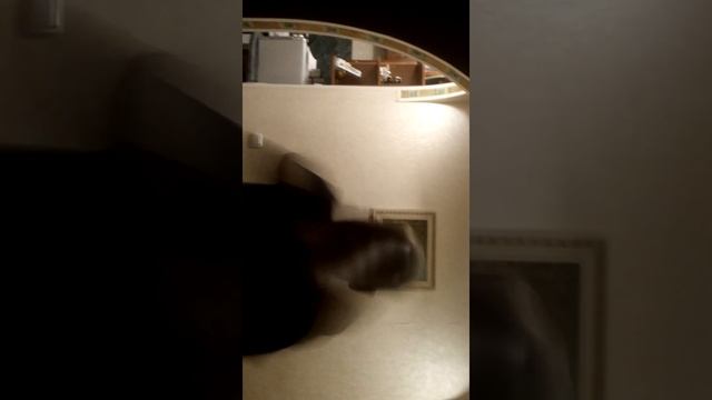 Бой с тенью,бокс смотреть онлайн