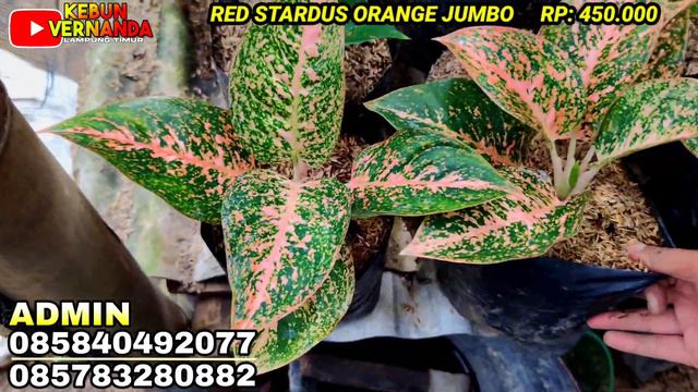 PROMO TERBARU AGLONEMA MURAH HAR INI .. BANYAK VARIAN TANAMAN BONUS LANGSUNG 2 AGLONEMA CANTIK 😘 смотреть онлайн