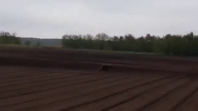 На Камчатке медведь пришел туда, где начинается Россия смотреть онлайн