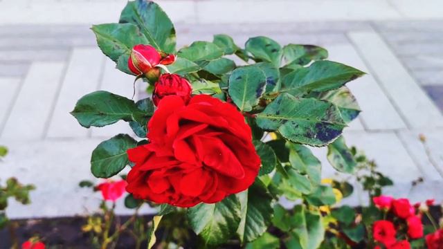 VID 20230925 215539 Уж если медь, гранит, земля и море...(Уильям Шекспир)..Павел Васильев Лахтински смотреть онлайн