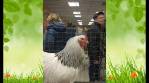 Самые красивые породы кур. Выставка "Гордость России".