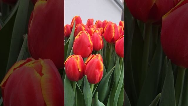 Тюльпан Power play ??? смотреть онлайн