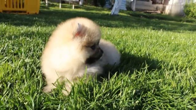 Питомник Крошка Фи-Фи.......Обзор щенка померанского шпица... смотреть онлайн