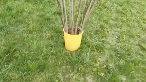 Плетёное дерево из ивы. Простой способ украсить свой сад.