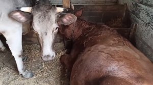 ФЕРМА КОРОВ:ПРАВДИВАЯ ЖИЗНЬ В СЕЛЕ. ГРЯДУТ ПЕРЕМЕНЫ!!!