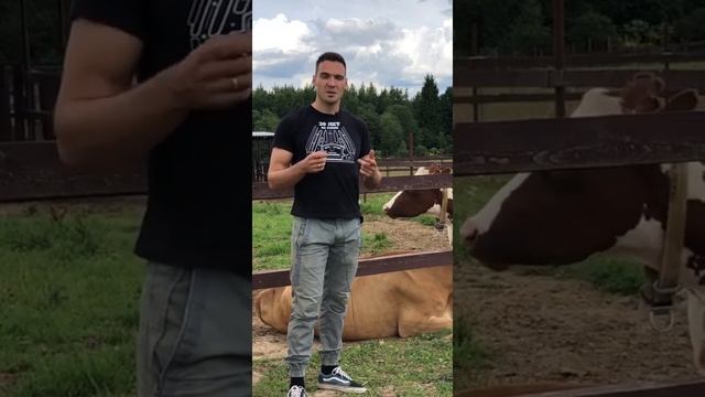 Самые милые коровы / Джерси / Экоферма Захаровых #shorts смотреть онлайн