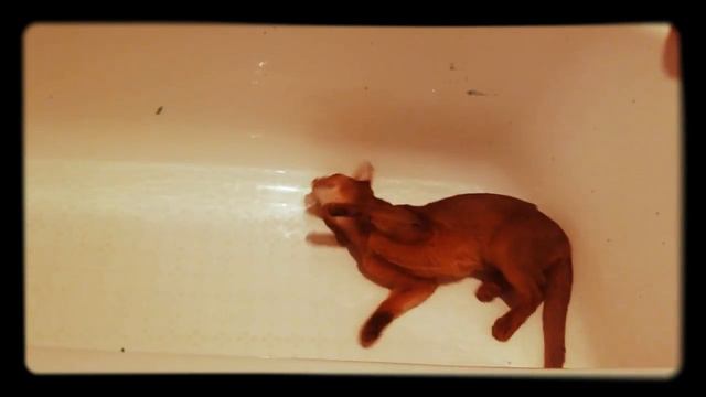 Клео принимает ванну😂 включить воду?!!!😂cat смотреть онлайн