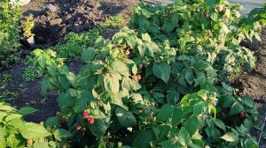 ПОКЛОН КАЗАКОВУ - великолепный сорт ремонтантной малины!