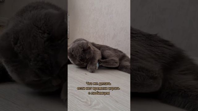 интерактивный мячик для кошки ? артикул на вб 103649326 смотреть онлайн