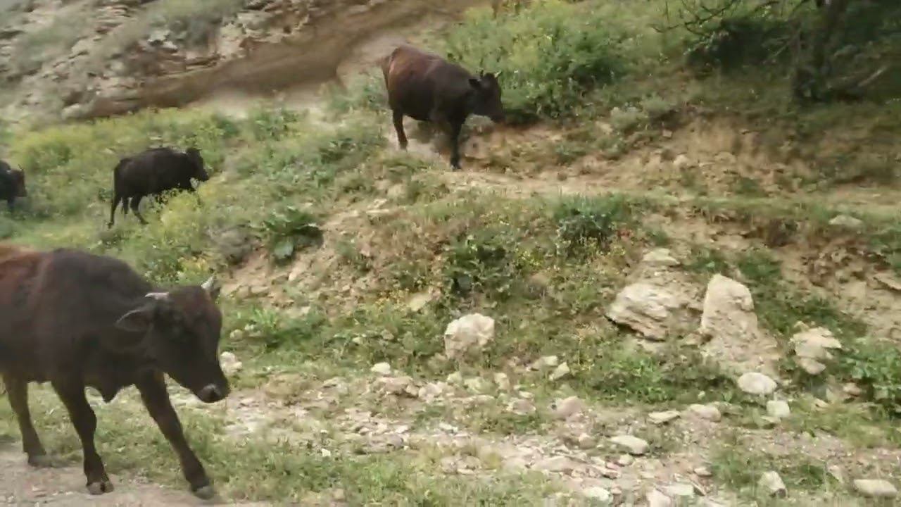 Коровы на дороге смотреть онлайн