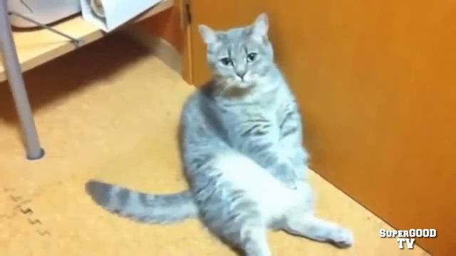 смешные котики пушистики смотреть онлайн