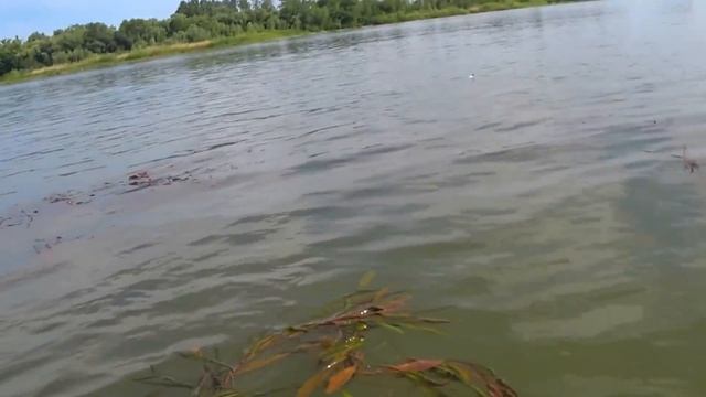 РЫБАЛКА НА ДОНУ , ЛОВЛЯ САЗАНА И АМУРА !!!! смотреть онлайн