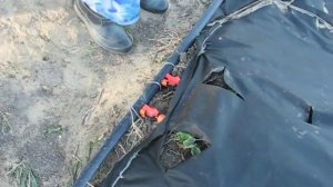 Капельный полив для клубники своими руками.