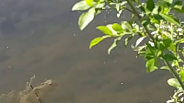 Чёрный нож Apteronotus albifrons Часть 5 . Мои золотые рыбки в пруду . В Кораблино карась КЛЮЁТ !! смотреть онлайн
