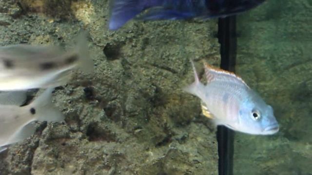 Otopharynx Tetrastigma African Cichlid Malawi смотреть онлайн