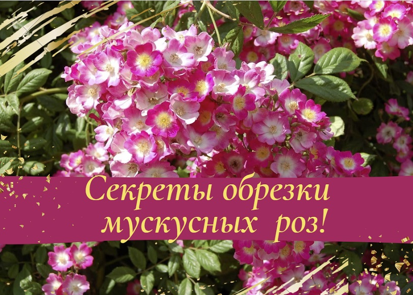 Секреты обрезки мускусных роз.