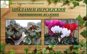 Цикламен персидский как вырастить из семян