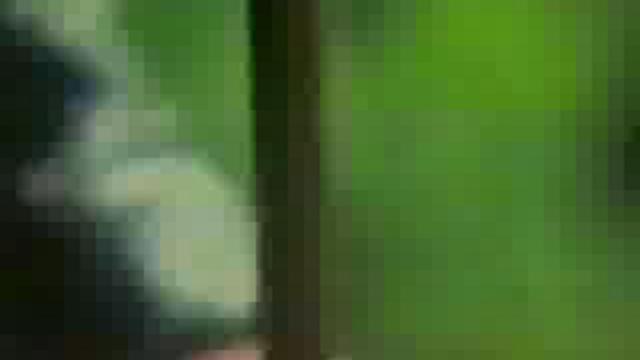 The Primitives - Really Stupid смотреть онлайн