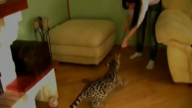 Ашера Кошка леопард ashera cat смотреть онлайн