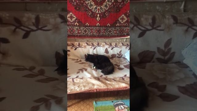 Вот это меня колбасит, просто пушка #shortsvideo #мейнкун #кот смотреть онлайн