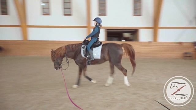 Тренировка на большой лошади / Занятие верховой ездой / Начальный уровень. смотреть онлайн