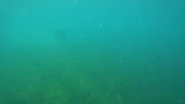 Подводный мир Крыма!! Отдых и подводная охота в Судаке. (1часть) смотреть онлайн