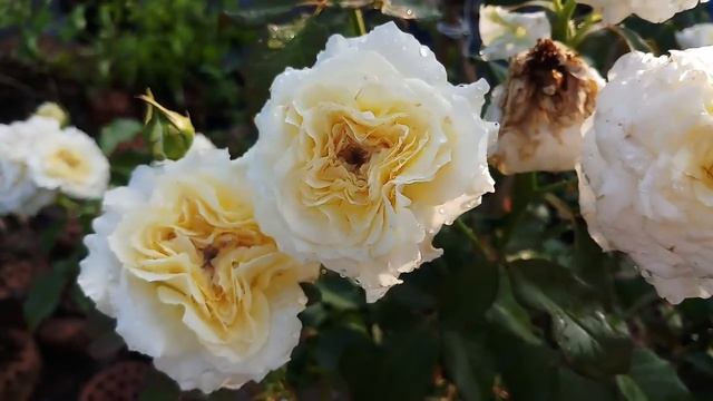 Hồng ngoại Patience Rose | Hoa hồng cắt cành[DAVID AUSTIN] смотреть онлайн