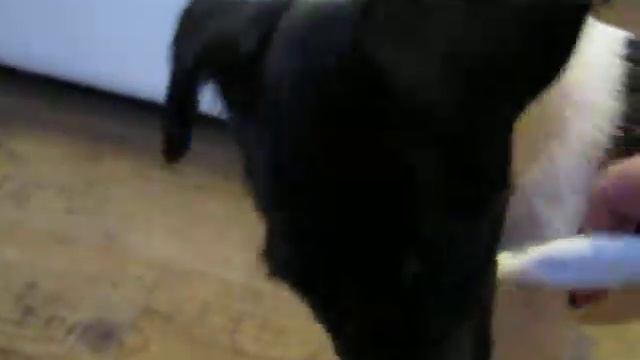 Лиса чистит зубы смотреть онлайн