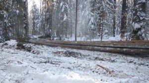 тдт 55. работа  в лесу