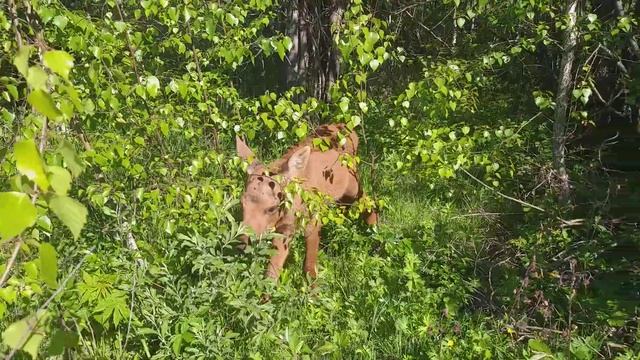 Алексей Седой. Отец лосей. Что едят маленькие лосята? смотреть онлайн